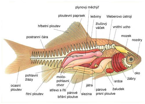 popis těla ryb